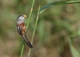 震旦鸦雀图片大全