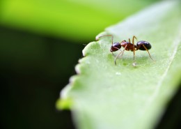 树叶上的蚂蚁图片