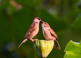 莲蓬上的一对小麻雀图片