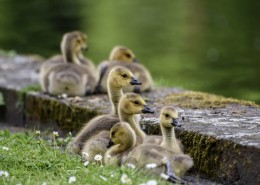 黑雁幼鸟图片大全