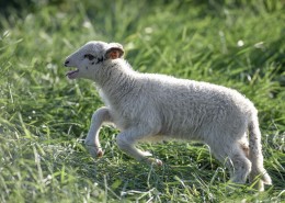草地里的小羊图片