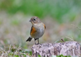 红胁蓝尾鸲图片