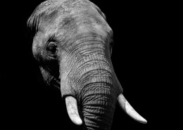 大象的头部图片