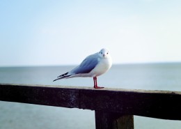 小巧玲珑的海鸥图片大全