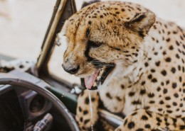 敏捷的猎豹图片