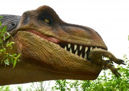 恐龙模型和恐龙化石图片