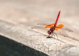 轻盈停落的蜻蜓图片