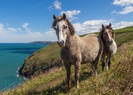 奔放的骏马图片