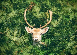 四不像的麋鹿图片