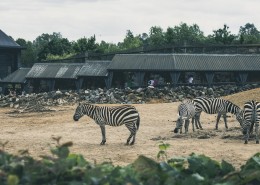 一群斑马高清图片