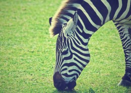 一匹好看的斑马图片