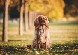 坐着的狗狗图片