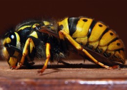 野生大黄蜂图片大全