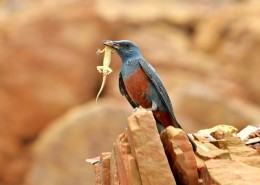 蓝矶鸫图片大全