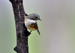 红胁蓝尾鸲图片大全