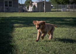 奔跑的小狗图片