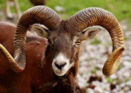 矫健温顺的羚羊图片