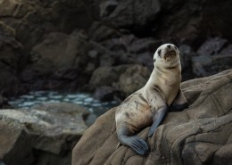 可爱的海狮图片