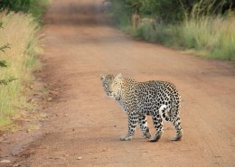 敏捷的豹子图片