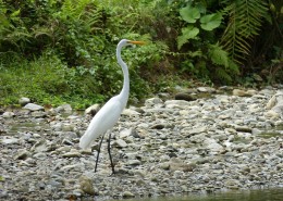 优雅前行的苍鹭图片大全