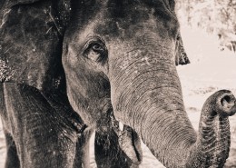 大象局部图片