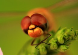 美丽的蜻蜓图片
