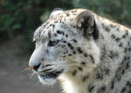 优雅矫健的雪豹图片