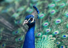 羽毛光鲜的孔雀图片