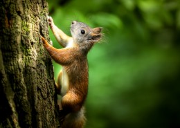 可爱的松鼠图片