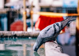 站着的鸽子图片