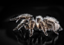 剧毒的狼蛛图片大全