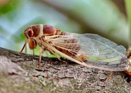 夏日的蝉高清图片大全