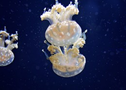 海里生活的水母图片