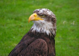 老鹰的头部图片