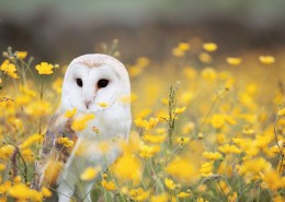 谷仓猫头鹰高清图片