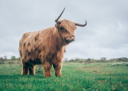 草原上的牦牛图片大全