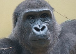 搞怪有趣的大猩猩图片大全