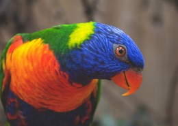 羽毛光鲜的鹦鹉图片