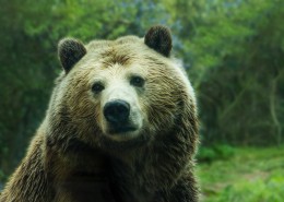 庞大的棕熊图片大全