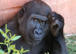 呆萌的大猩猩图片