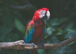 漂亮的五彩金刚鹦鹉图片