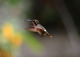 娇小的蜂鸟图片