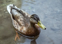 水中的鸭子图片