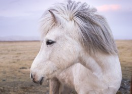 白色的骏马图片