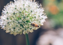 采蜜的小蜜蜂图片