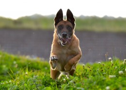 奔跑跳跃的狗狗图片