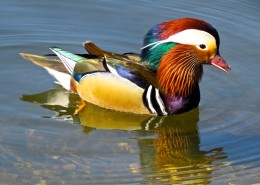 色彩斑斓的鸳鸯图片