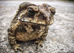 剧毒的蟾蜍图片