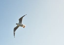 飞翔的海鸥图片大全