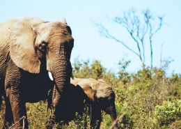 丛林中的大象图片